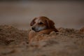 Stray dog sleeping on the sand on the beach of Hikkaduwa in Sri Lanka Royalty Free Stock Photo