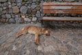 Stray dog sleeping on the street on a stone sidewalk and next to a stone wall and bench Royalty Free Stock Photo