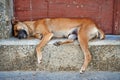 Stray dog sleeping in the streets of Havana