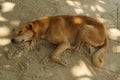 Stray dog sleeping on a tropical beach. Royalty Free Stock Photo