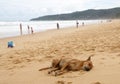 Stray dog sleeps on the beach, Karon, Thailand Royalty Free Stock Photo