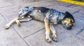 Stray dog sleeps and relaxes on the street in Mexico Royalty Free Stock Photo