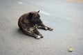 A stray dog sleeps on the street. Abandoned homeless stray dog Royalty Free Stock Photo