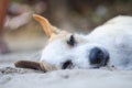 Stray dog with sleepy face lying on sand beach