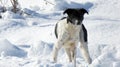 Stray dog on a snow