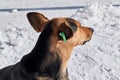 Stray dog with a special tag or clip on his ear.