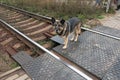 Stray dog on the railroad tracks Royalty Free Stock Photo