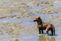 Stray dog standing in the sea