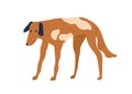 Stray dog standing. Skinny thin canine animal. Spotty flap-eared doggy. Hungry pet. Colored flat vector illustration of