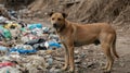 A stray dog stands in a pile of garbage and debris Royalty Free Stock Photo