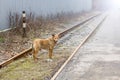 stray dog stands on the railroad tracks. Royalty Free Stock Photo