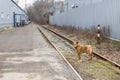 stray dog stands on the railroad tracks Royalty Free Stock Photo