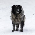 Uncared stray dog on snow Royalty Free Stock Photo