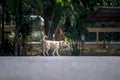 Stray dog in a street of Chonburi Thailand