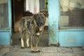 Stray dog on street. Dog is in town. Details of animal`s life without home Royalty Free Stock Photo