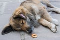 Stray dog on the street. The homeless animal sleeps on the street Royalty Free Stock Photo