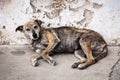 Stray dog on street open eyes Royalty Free Stock Photo