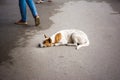 Stray dog on the street with people standing around background. Vagrant dog sleeping on the road with people surrounding Royalty Free Stock Photo