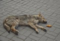 Stray dog, street photo