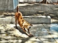 Stray dog stretching his body Royalty Free Stock Photo