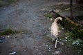 A stray dog in Sumatra Royalty Free Stock Photo