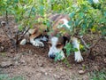 Stray dog is tired and sleeps under rose bushes in Thessaloniki, Greece Royalty Free Stock Photo