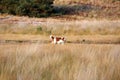 Stray dog walking free in dry landscape Veluwe Royalty Free Stock Photo