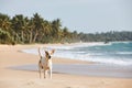 Stray dog walking on idyllic sand beach