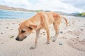 Stray dog walking on the sandy beach Royalty Free Stock Photo