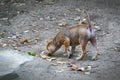 Stray dog walking and searching for some foods on the ground