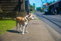 Stray Dog walking on the street in Bali, Indonesia. Bali is an Indonesian island and known as a tourist destination Royalty Free Stock Photo