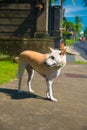 Stray Dog walking on the street in Bali, Indonesia. Bali is an Indonesian island and known as a tourist destination Royalty Free Stock Photo