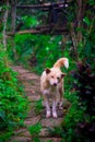 Stray Dog walking on the street in Bali, Indonesia. Bali is an Indonesian island and known as a tourist destination Royalty Free Stock Photo