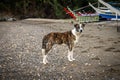 A stray dog ??walks along the beach near the fishing boats! Royalty Free Stock Photo