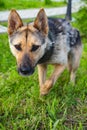 A stray dog walks in the grass.