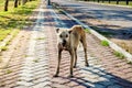 Stray dog was so thin and starving could see and easily count its ribs Royalty Free Stock Photo