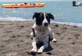 A stray dog, white with black spots, rests on a black sea beach Royalty Free Stock Photo