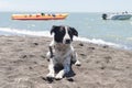 A stray dog, white with black spots, rests on a black sea beach Royalty Free Stock Photo