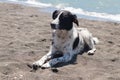 A stray dog, white with black spots, rests on a black sea beach Royalty Free Stock Photo