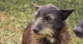 Stray dog winter in the snow. The snow is falling Royalty Free Stock Photo