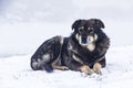 Stray dog winter in the snow. The snow is falling Royalty Free Stock Photo