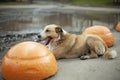 A stray dog yawns on the street. A street dog lies on the asphalt