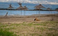 stray dogs in beach of Cape of Rodon in Albania