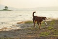 Stray dogs is carrying die fish in mounth.