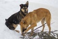 Stray dogs with chips on their ears, red-black and tan dogs playing in the winter with stick. Beautiful yard purebred dogs Royalty Free Stock Photo