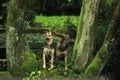 Stray dogs hiding behind trees in the park