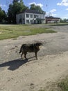 stray dogs are lonely, but they take you home with care Royalty Free Stock Photo