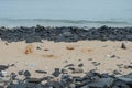 Stray dogs lying in sand on rocky beach in Pondicherry, South India Royalty Free Stock Photo