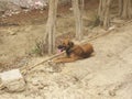 A Stray Dog Taking A rest In The Desert