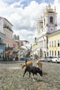 Stray Dogs in Pelourinho Salvador Brazil